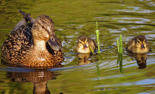 Обои картинки фото животные, утки