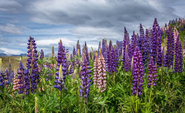 Обои картинки фото цветы, луговые , полевые,  цветы, цветок