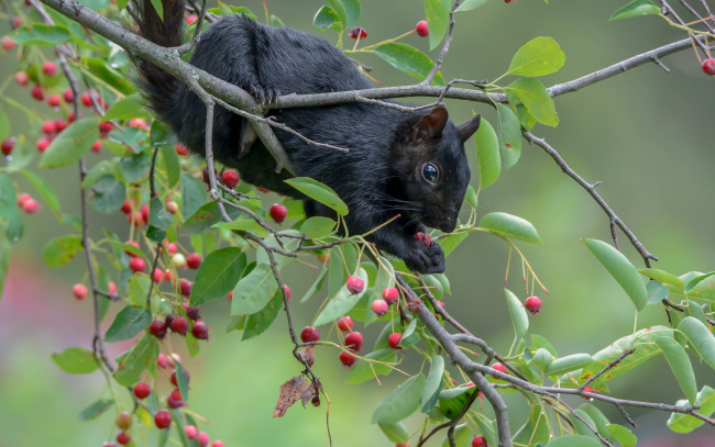 Обои картинки фото животные, белки, белка, ушка, лапки, хвостик, милашка