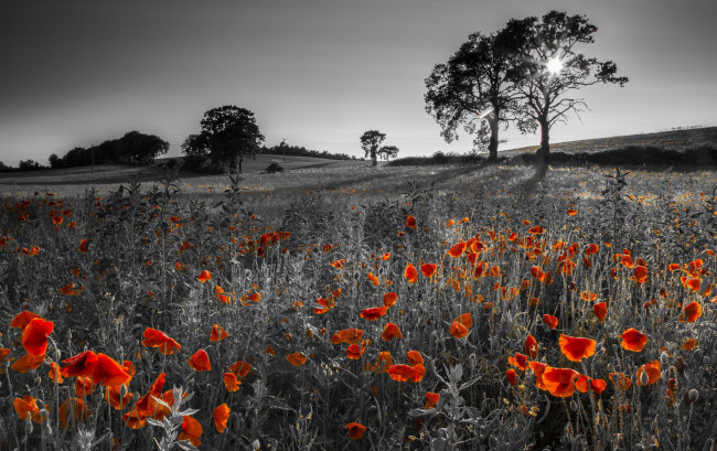 Обои картинки фото природа, пейзажи, поле, маки