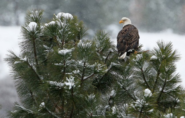 Обои картинки фото животные, птицы - хищники, орел, птица, перья, клюв