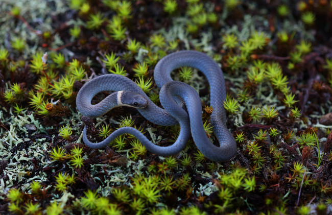 Обои картинки фото животные, змеи,  питоны,  кобры, окрас, змея