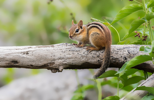 Обои картинки фото животные, бурундуки, бурундук, окрас, милый