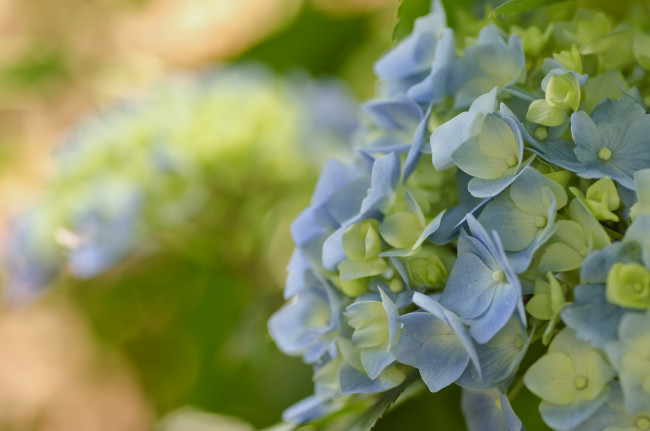Обои картинки фото цветы, гортензия, голубая