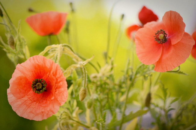 Обои картинки фото цветы, маки, желтые, белые, оранжевые, лепестки, листики, цветение