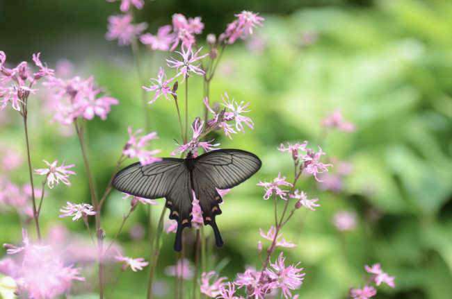Обои картинки фото животные, бабочки,  мотыльки,  моли, бабочка