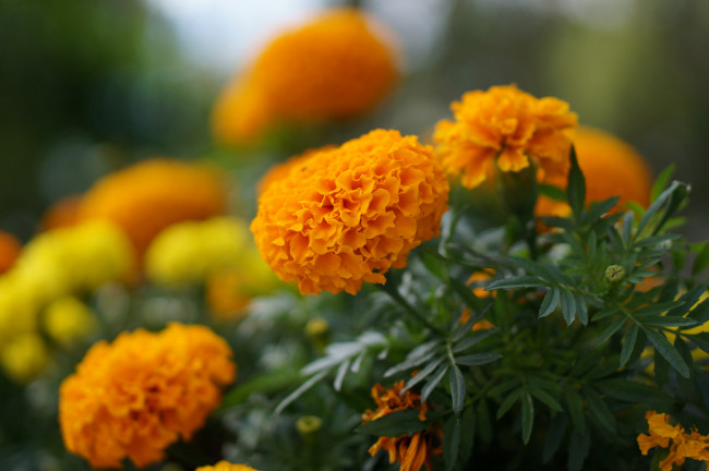 Обои картинки фото цветы, бархатцы