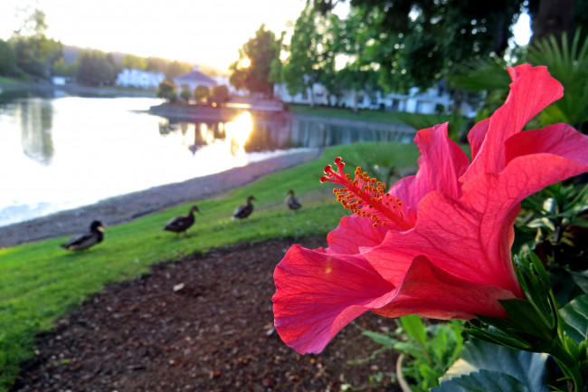 Обои картинки фото цветы, гибискусы, красный