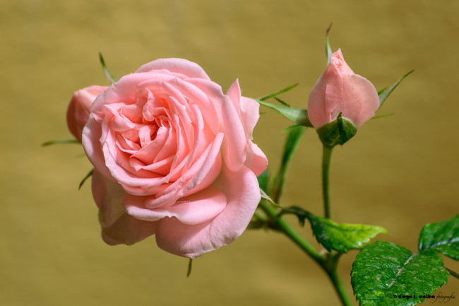 Обои картинки фото цветы, розы, blossoms, leaves, petals, bud, rose, цветение, листья, лепестки, роза, бутон