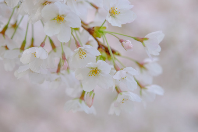 Обои картинки фото цветы, цветущие деревья ,  кустарники, ветка, листья, цветок, камелия, розовая, цветение, нежность