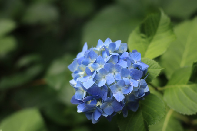 Обои картинки фото цветы, гортензия, куст, цветение