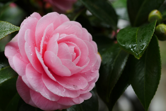 Обои картинки фото цветы, камелии, камелия, бутон, розовая, лепестки, листья, цветение, нежность