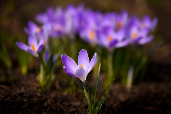 Обои картинки фото цветы, крокусы, капли, зелень, цветение