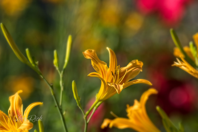 Обои картинки фото цветы, лилии,  лилейники, bloom, petals, lily, лепестки, цветение