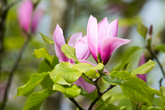 Обои картинки фото цветы, магнолии, магнолия, цветенеие, листья