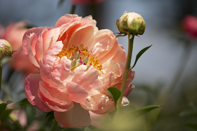 Обои картинки фото цветы, пионы, цветение, лепестки, листья, куст