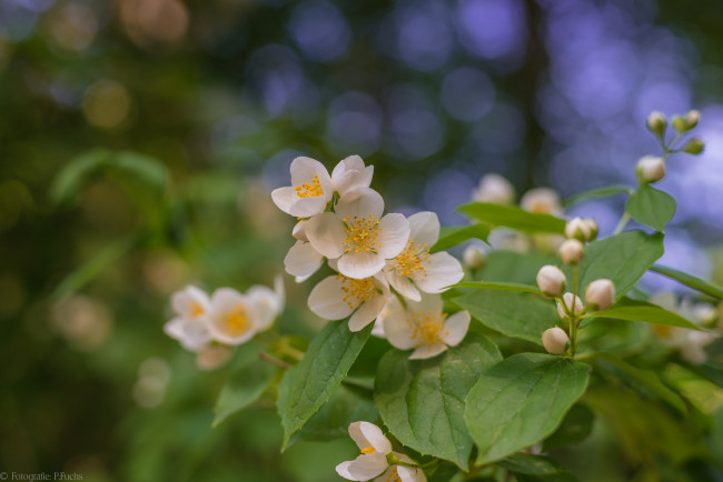 Обои картинки фото цветы, жасмин, цветение, лепестки, листья