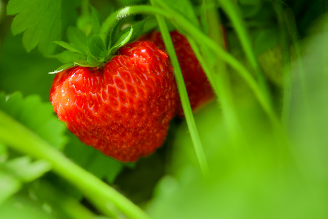 Обои картинки фото природа, Ягоды, листья, кустик, ягода, клубника