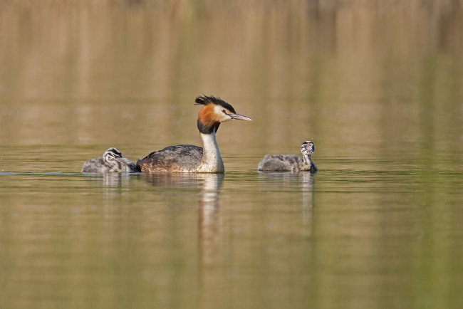 Обои картинки фото животные, Чомги , поганки, чомга, дети, вода, плывут