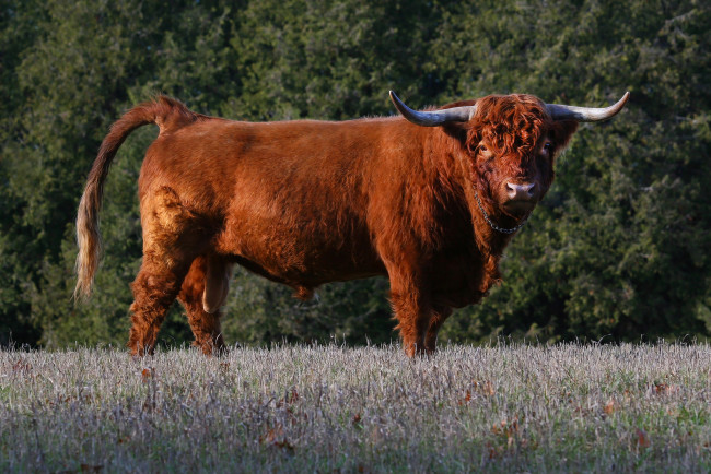 Обои картинки фото животные, коровы,  буйволы, большой, рога, бык, шкура, шерсть