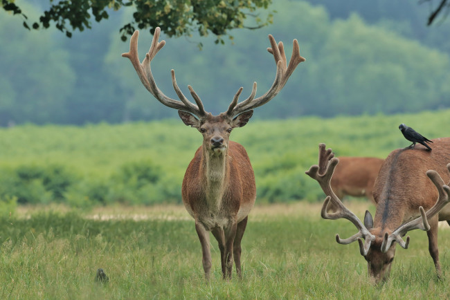 Обои картинки фото животные, олени, олень, рога, большой