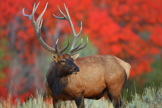 Обои картинки фото животные, олени, олень, рога, шкура, больной