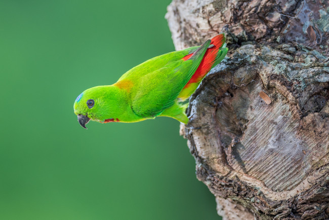 Обои картинки фото животные, попугаи, перья, птица, клюв