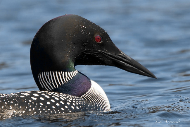 Обои картинки фото животные, птицы, окрас, перья, птица