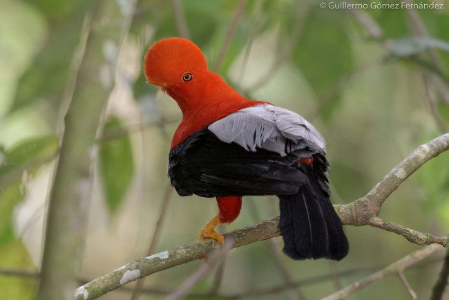 Обои картинки фото животные, птицы, птица, окрас, перья