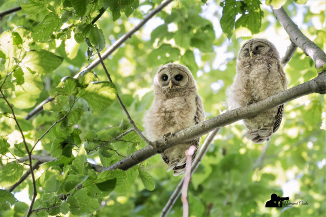 Обои картинки фото животные, совы, перья, сова, птица, окрас