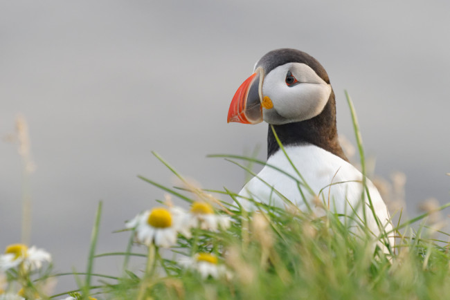 Обои картинки фото животные, тупики, птица, перья, окрас, тупик