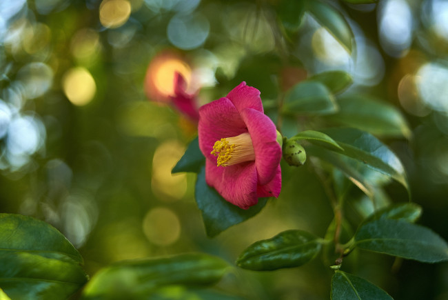 Обои картинки фото цветы, камелии, камелия, бутон, розовая, лепестки, листья, цветение, нежность