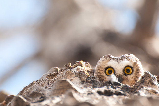 Обои картинки фото животные, совы, птица, окрас, перья, сова