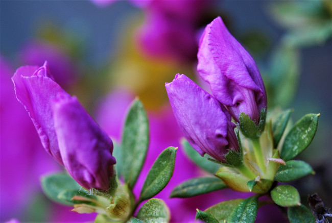 Обои картинки фото цветы, лепестки