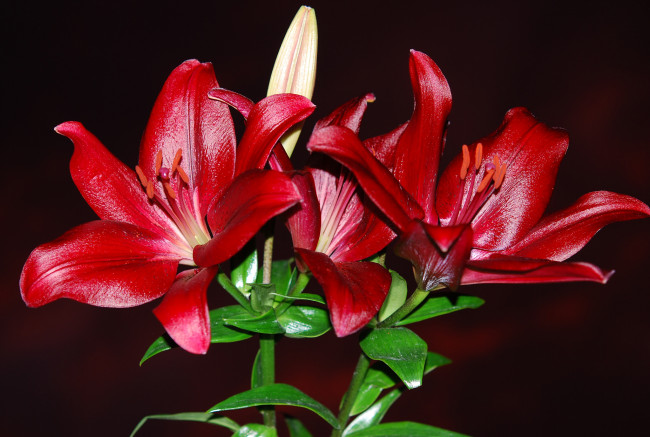 Обои картинки фото цветы, лилии,  лилейники, petals, bloom, lily, лепестки, цветение