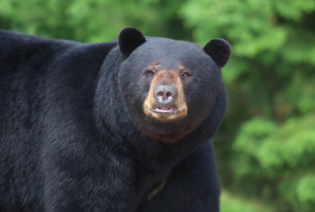 Обои картинки фото животные, медведи, медведь, большой, мишка, косолапый