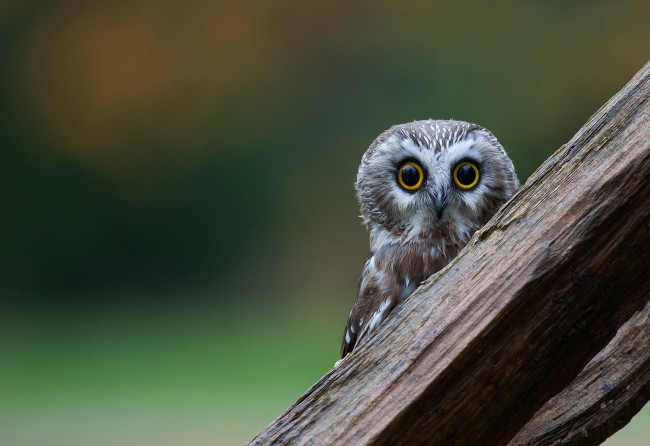 Обои картинки фото животные, совы, окрас, перья, сова