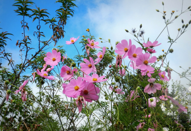 Обои картинки фото цветы, космея, цветок