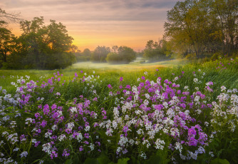 Картинка природа луга простор