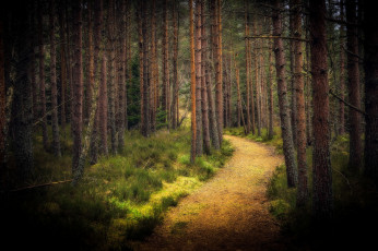 Картинка природа лес простор