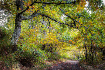 Картинка природа лес простор