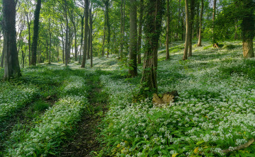Картинка природа лес простор