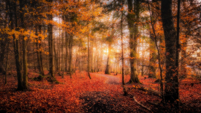 Обои картинки фото природа, лес, простор