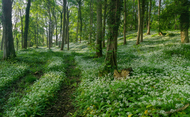 Обои картинки фото природа, лес, простор