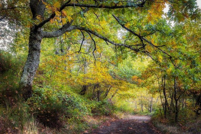 Обои картинки фото природа, лес, простор