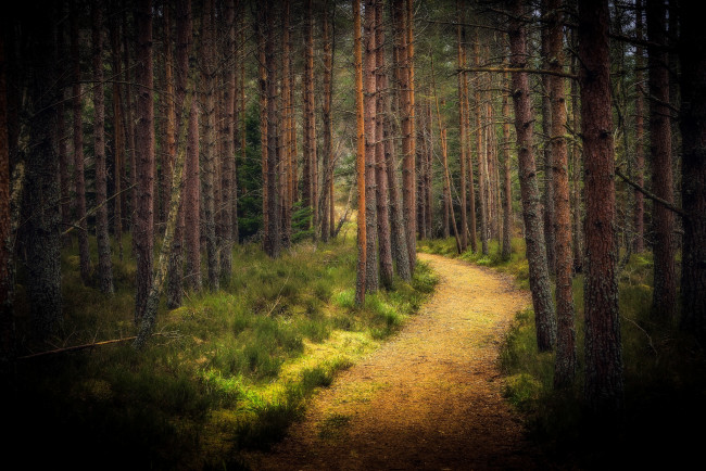Обои картинки фото природа, лес, простор