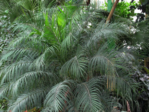 Картинка природа листья