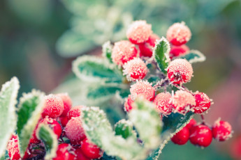 Картинка природа ягоды