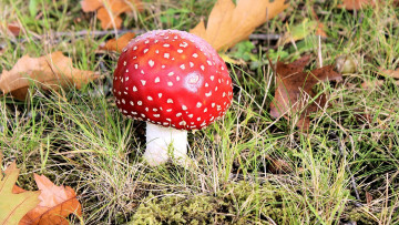 Картинка природа грибы +мухомор мухомор