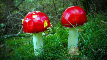 Картинка природа грибы +мухомор мухоморы